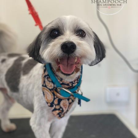 Shampooch Dog Grooming Albury Wodonga Footscray