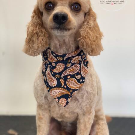 Shampooch Dog Grooming Albury Wodonga Footscray