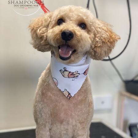 Shampooch Dog Grooming Albury Wodonga Footscray