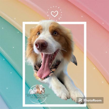 Shampooch Dog Grooming Albury Wodonga Footscray