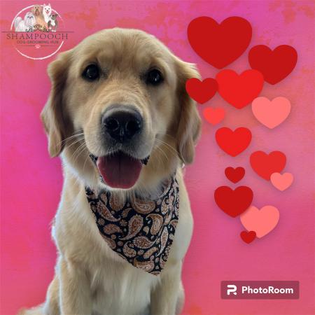 Shampooch Dog Grooming Albury Wodonga Footscray