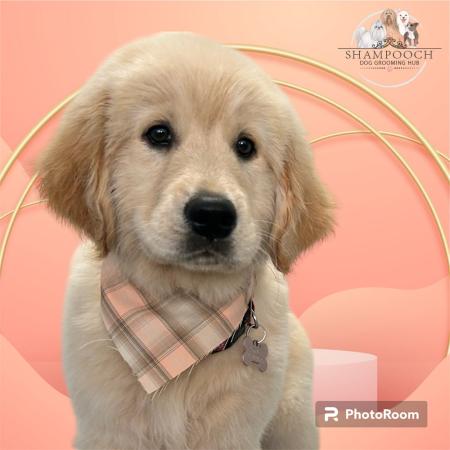 Shampooch Dog Grooming Albury Wodonga Footscray