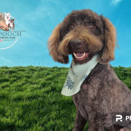 Shampooch Dog Grooming Albury Wodonga Footscray