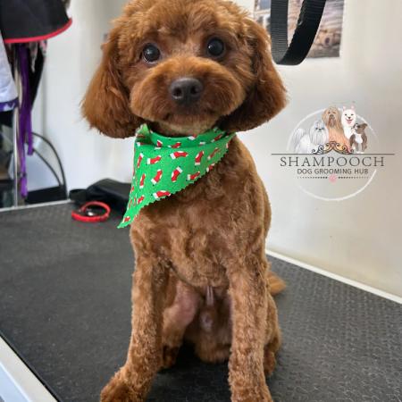 Shampooch Dog Grooming Albury Wodonga