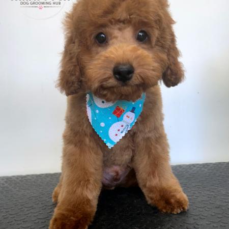 Shampooch Dog Grooming Albury Wodonga