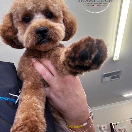 Shampooch Dog Grooming Albury Wodonga