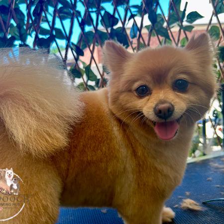 Shampooch Dog Grooming Albury Wodonga