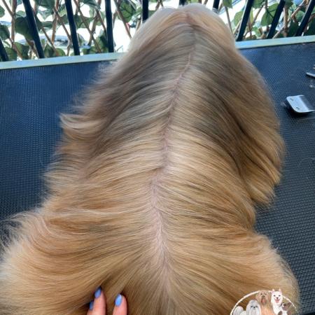 Shampooch Dog Grooming Albury Wodonga