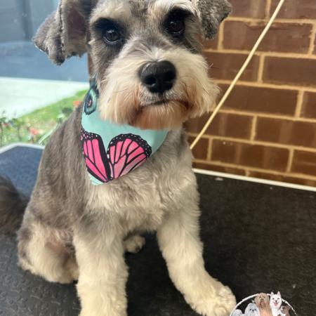 Shampooch Dog Grooming Albury Wodonga