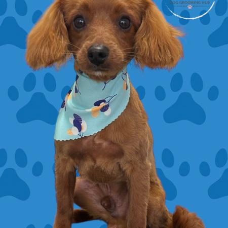 Shampooch Dog Grooming Albury Wodonga