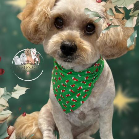 Shampooch Dog Grooming Albury Wodonga