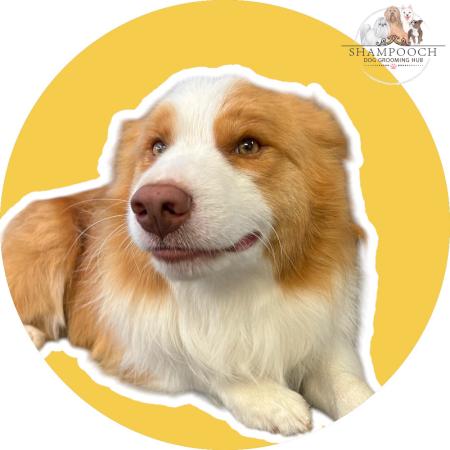 Shampooch Dog Grooming Albury Wodonga