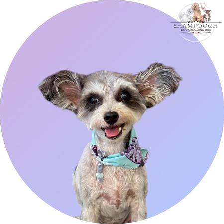 Shampooch Dog Grooming Albury Wodonga