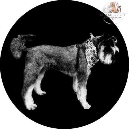 Shampooch Dog Grooming Albury Wodonga