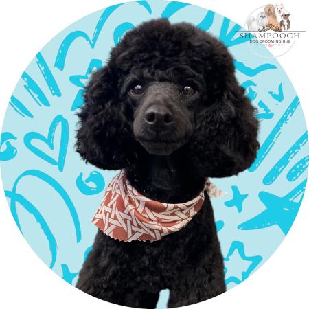 Shampooch Dog Grooming Albury Wodonga
