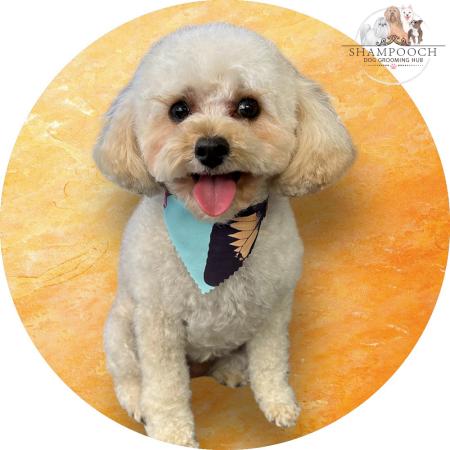 Shampooch Dog Grooming Albury Wodonga