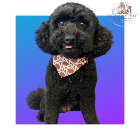 Shampooch Dog Grooming Albury Wodonga