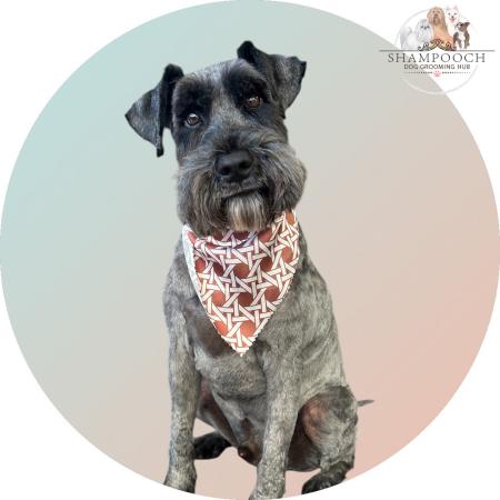 Shampooch Dog Grooming Albury Wodonga