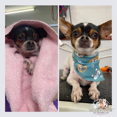 Shampooch Dog Grooming Albury Wodonga Footscray