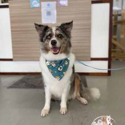 Shampooch Dog Grooming Albury Wodonga Footscray