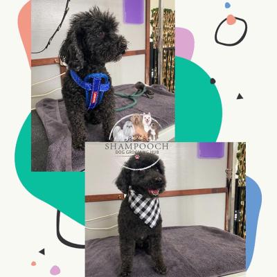 Shampooch Dog Grooming Albury Wodonga Footscray