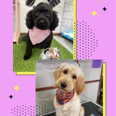 Shampooch Dog Grooming Albury Wodonga Footscray