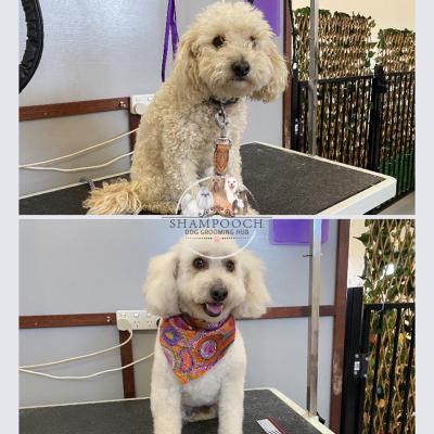 Shampooch Dog Grooming Albury Wodonga Footscray