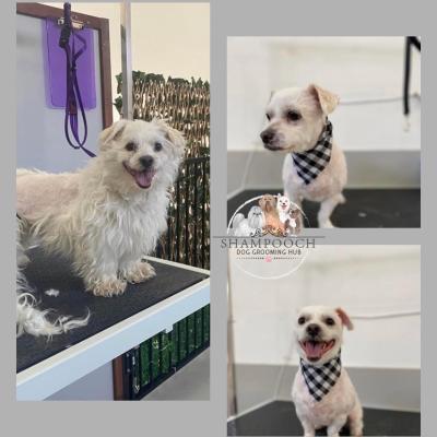 Shampooch Dog Grooming Albury Wodonga Footscray