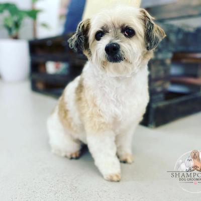 Shampooch Dog Grooming Albury Wodonga Footscray