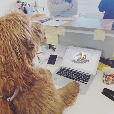 Shampooch Dog Grooming Albury Wodonga Footscray