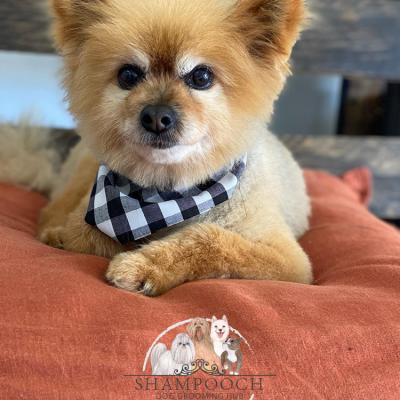 Shampooch Dog Grooming Albury Wodonga Footscray