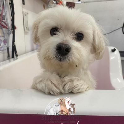 Shampooch Dog Grooming Albury Wodonga Footscray