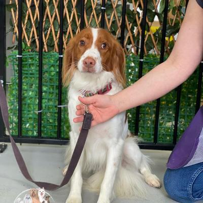 Shampooch Dog Grooming Albury Wodonga Footscray