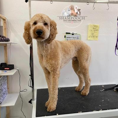 Shampooch Dog Grooming Albury Wodonga Footscray