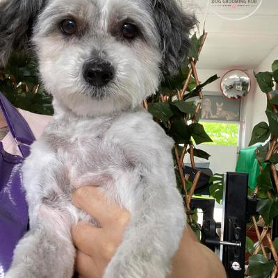 Shampooch Dog Grooming Albury Wodonga Footscray