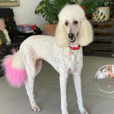 Shampooch Dog Grooming Albury Wodonga Footscray