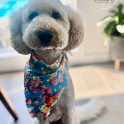 Shampooch Dog Grooming Albury Wodonga Footscray
