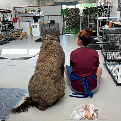 Shampooch Dog Grooming Albury Wodonga Footscray