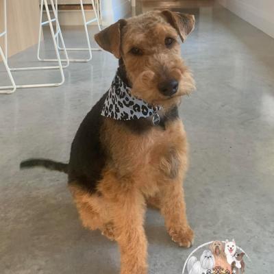 Shampooch Dog Grooming Albury Wodonga Footscray