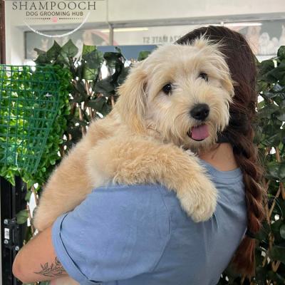 Shampooch Dog Grooming Albury Wodonga Footscray