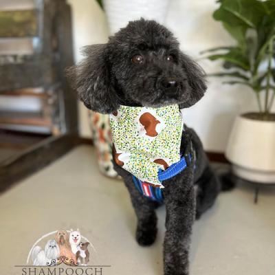 Shampooch Dog Grooming Albury Wodonga Footscray