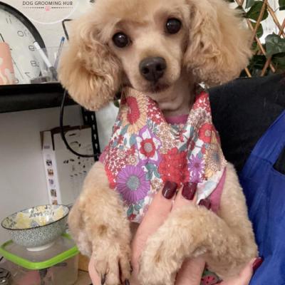 Shampooch Dog Grooming Albury Wodonga Footscray
