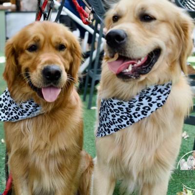 Shampooch Dog Grooming Albury Wodonga Footscray