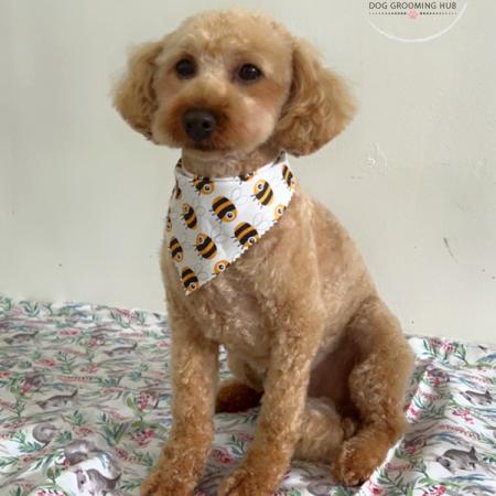 Shampooch Dog Grooming Albury Wodonga Footscray
