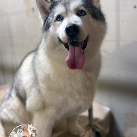 Shampooch Dog Grooming Albury Wodonga Footscray