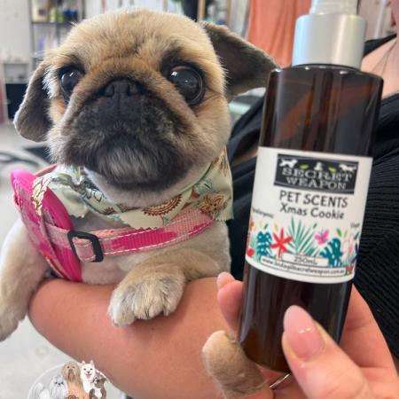 Shampooch Dog Grooming Albury Wodonga Footscray