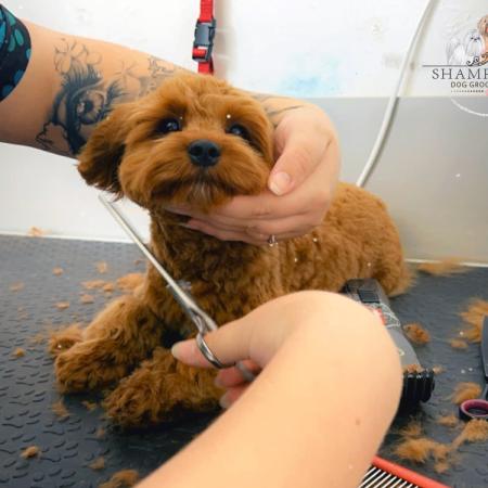 Shampooch Dog Grooming Albury Wodonga Footscray