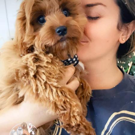 Shampooch Dog Grooming Albury Wodonga Footscray