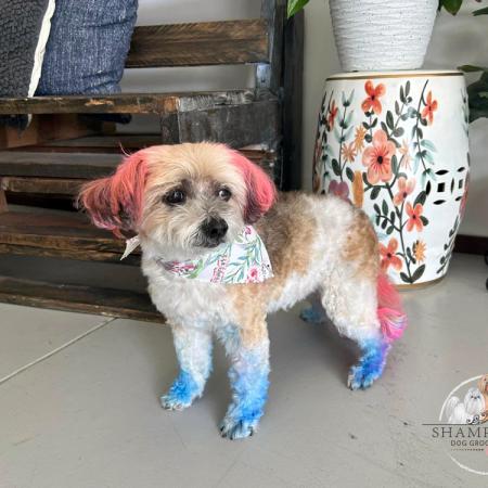 Shampooch Dog Grooming Albury Wodonga Footscray