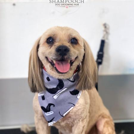 Shampooch Dog Grooming Albury Wodonga Footscray